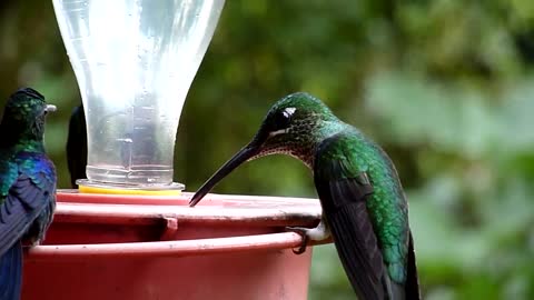 A Charm Of Hummingbirds