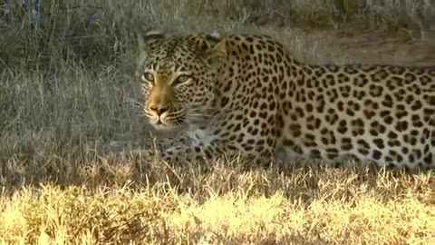 Leopard chuffing, Shamwari 2014