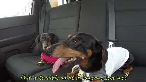 WIENER DOG PRISON BREAK - Funny Dogs Escaping Jail!