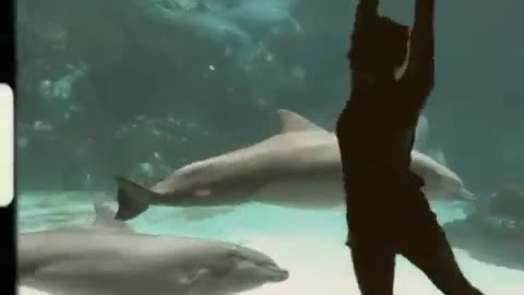 Girl & Dolphin Dancing