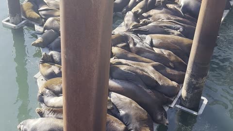 Sea Lions Squeeze Onto Dock for Naptime