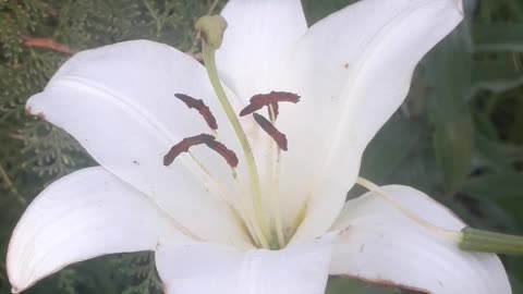 White Lily