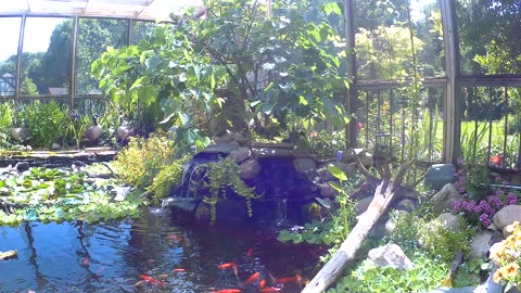 koi and goldfish pond 200705