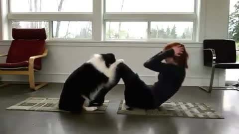 Dog Is Doing Yoga With His Owner