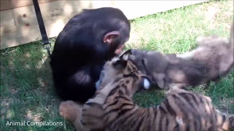 Cuddly baby chimpanzees - Cutest Compilation