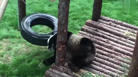 Panda Funny Animal Moment Video