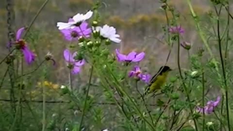 Lesser Goldfinch bird