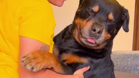 Funniest DOGS that will make you lough! 🐶 You will get tired watching 🐶 Best dog vadeos 🤣