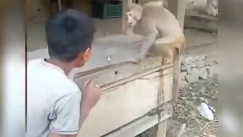 #Monkey vs. #boy fight#. Very #comedy fight. Very comedy fight.