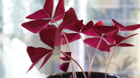 Oxalis Triangularis (Love Plant) 24h Time-Lapse!!!