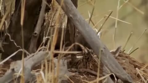 Pathetic Moment - A lion cub is seriously injured after being tortured by a mad buffalo.