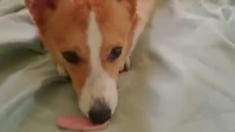 Did this Corgi's tongue just fall out?