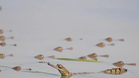 Crocodile with kids in natural perspective.