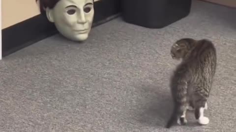 Cat doesnt like the helloween mask