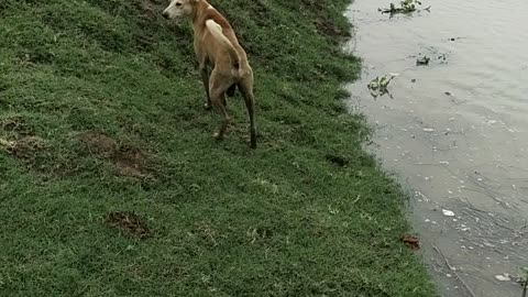 Dogs become worried due to flood in Ganga river