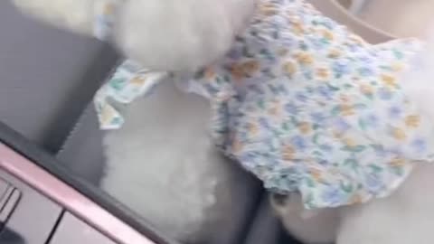 puppy wearing skirt for the first time