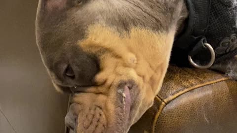 Brick the Bully Dog Rips Couch Apart