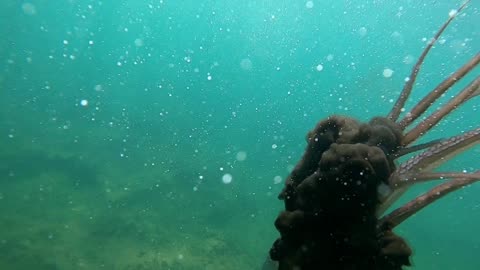 🌊🐙 Incredible Encounter: Diver Faces Octopus's Clever Escape with a Cloud of Black Ink! 🎥