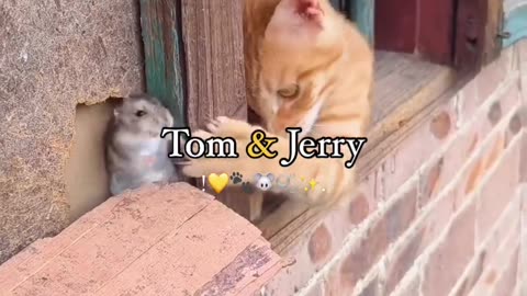 Tom and Jerry