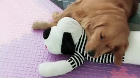 Sweet nap between dog and doll