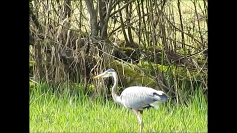 Blue Heron Hunting