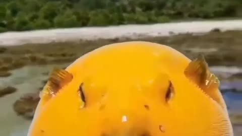 Beautiful yellow puffer fish