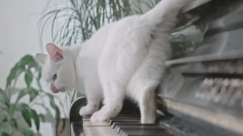 Cute cat playing