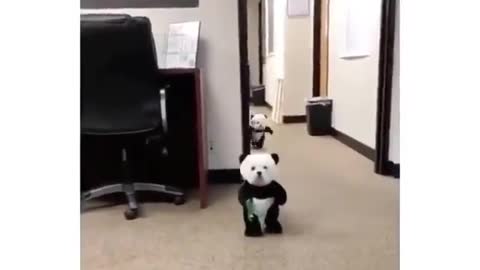 funny Dogs Dressed In Panda Costumes