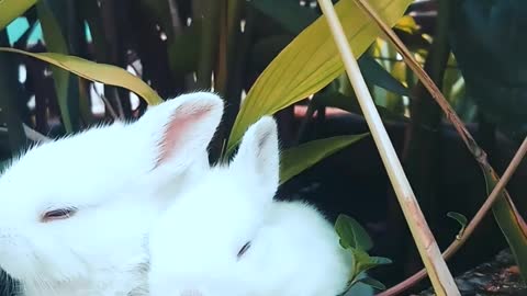 Rabbits Resting On A Pot With A