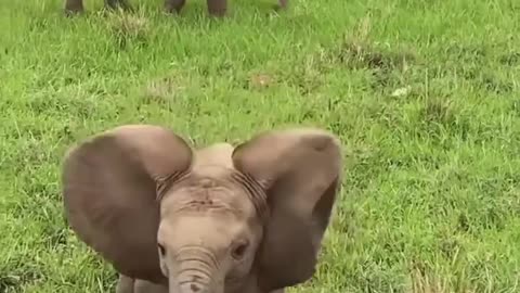 Elephant