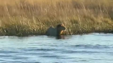 Hippo vs Lion