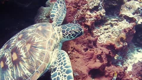 Sea turtle in the depths of the sea 😄