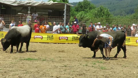 Kobra od Omerdića vs Peran od Mahmutspahića Brestovsko 2024