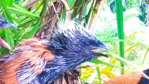 Mother bird comes back with food, baby bird greets