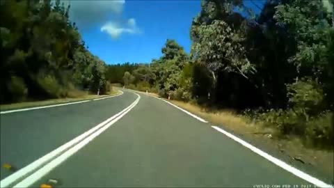 Kangaroo Hit and Run