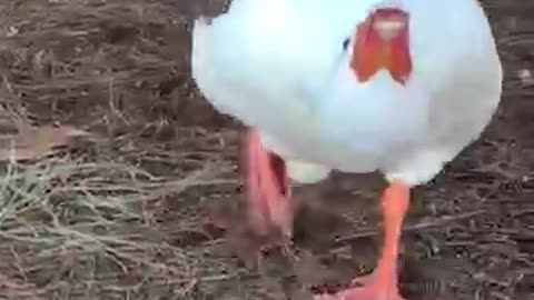 cute goose