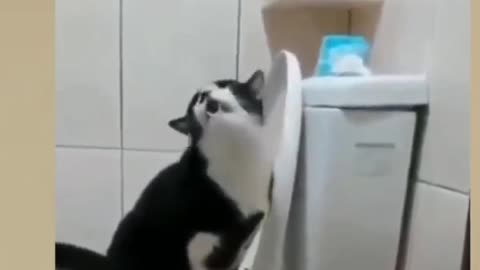 Look at this, cat using the toilet