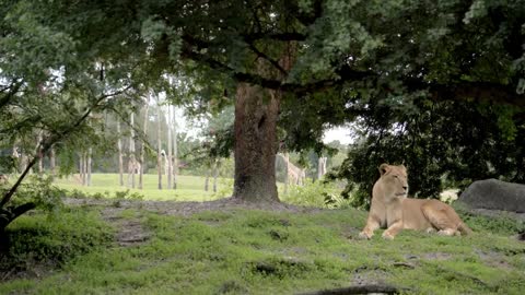 Beautiful Lion Resting at Zoo, Close Up, Slow Motion Lioness Captivity