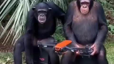 Monkeys can use UAVs !