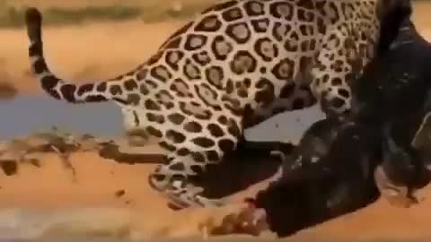 Amazing Wild Animals Attacks - Wild Animal Fights Caught On Camera | Wild Animals Ultimate Fights