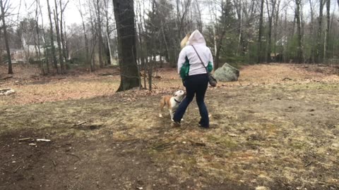 Boston Dog Trainers _ Haverhill Dog Trainers - 16 Month Old English Bulldog, Paco.