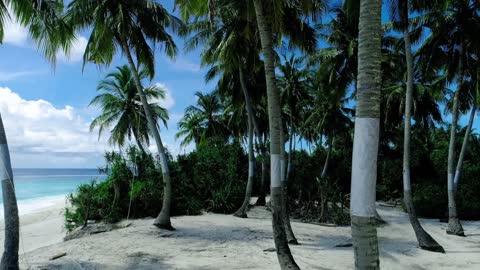 White sand beach landscape with green palms trees