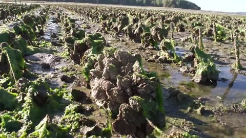 Crab, Oyster, Groundfish Fishing and Processing - Amazing Seafood Catching 🦀 - Fishing Videos