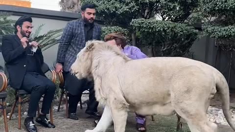 khuram gurjar village pet lion