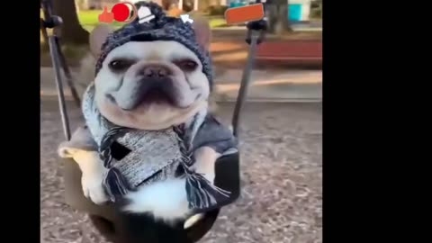 Funniest Cats And Dogs Videos