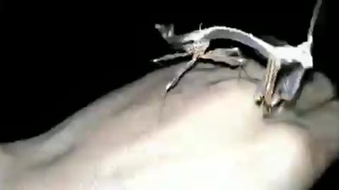 * This strange and amazing creature is called the dragon mantis