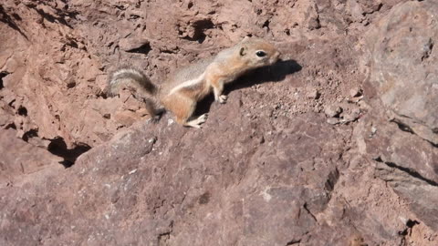 Looking at chipmunks in the mountains.