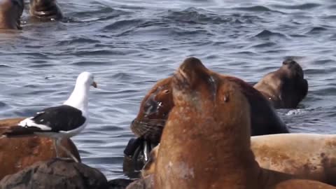 A Day of Seals and Sea Lions so adorable with seagull