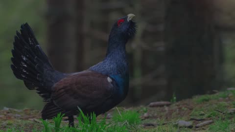 The Capercaillie: Close Up HD Footage (Tetrao urogallus)