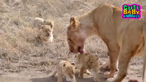 Cute Moments of Lion Cubs Roar, Meow, Calling and Playing - Adorable Baby Lion